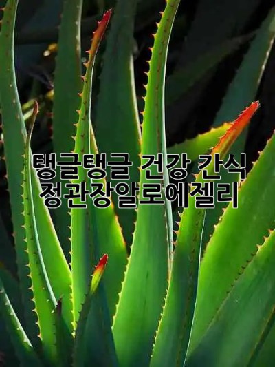탱글탱글 건강 간식! #정관장알로에젤리 💚