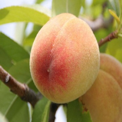 영덕 봉왕 복숭아 꿀팁! 믿을 수 없는 할인까지?